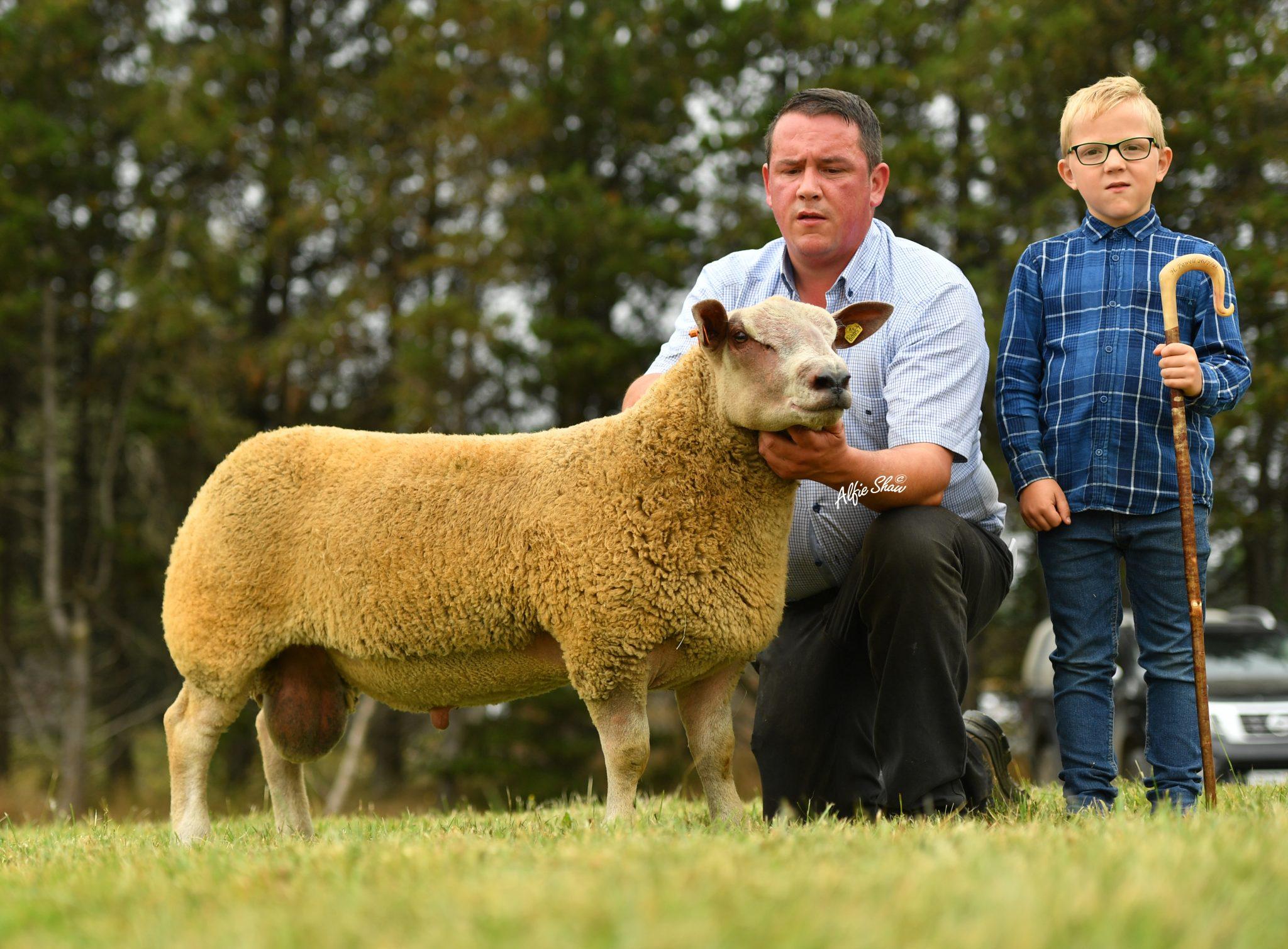 Artnagullion leads Dungannon Premier at 4400gns – Charollais Sheep Society